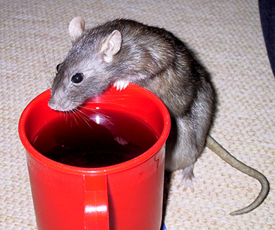 Our rat, Chockie drinking from a beaker of Ribena