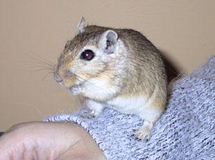 Our gerbil, Barely sitting on Lindsay's arm