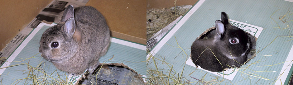 Our bunny, Thumper sitting on a cardboard box, and Flower peeking through a hole in the bottom