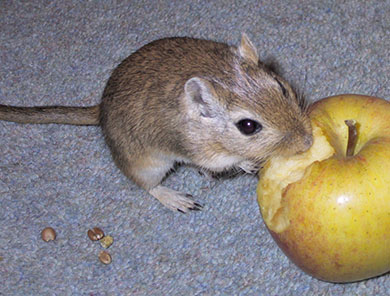 Our little gerbil, Barely nibbling an apple
