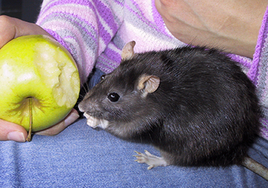 Our rat, Pipsie enjoying an apple