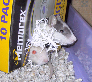 Two baby rats peeking out of a little cardboard box