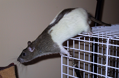 Our agouti hooded rat, Willow leaning off the edge of his cage