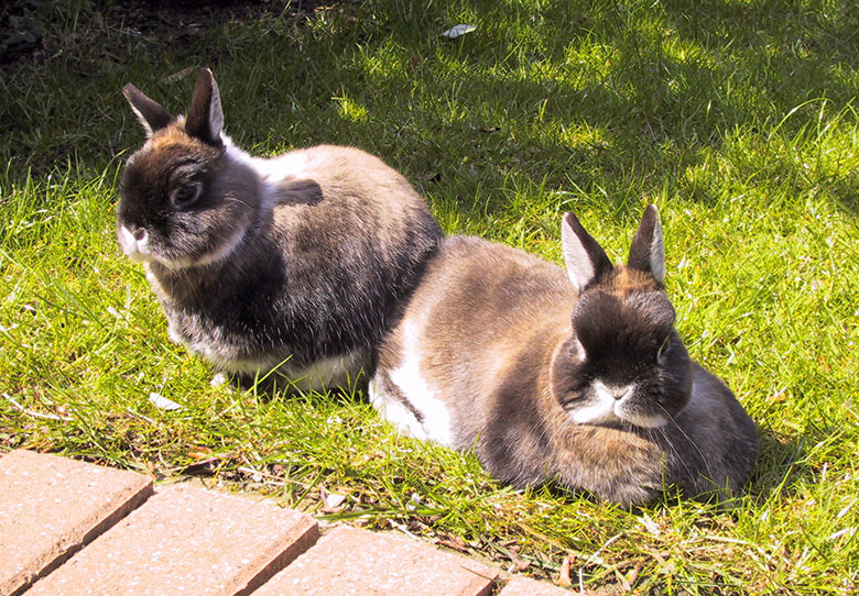 Our dwarf bunnies, Mars and Jupiter relaxing in the garden