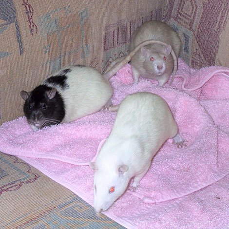 Mouse (front), Mole and Ferret exploring the sofa