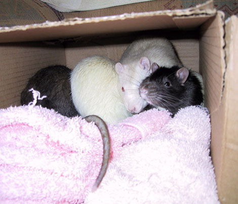 Otter, Mouse, Ferret and Mole all squished up
