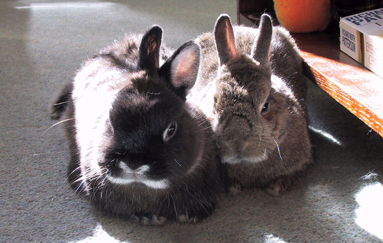 Our house bunnies, Flower and Thumper enjoying the sunshine