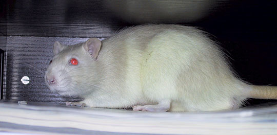 Our rat, Biscuit hiding in a dark corner