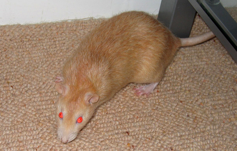our beautiful rat, Caramel