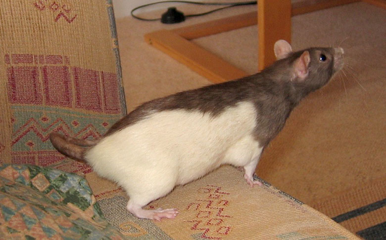Our rat, Petal leaning off the edge of the sofa