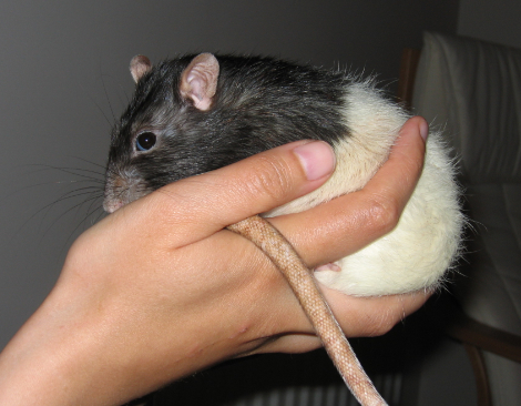 Black hooded rat, Pickle sitting in my hand
