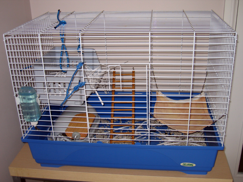 Our current rat cage