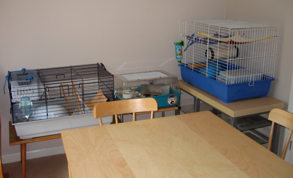 The rat cages in our dinning room
