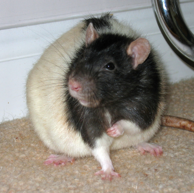 Our black hooded rat, Pickle