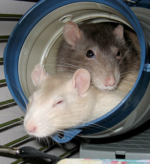 Two rats cuddled in up a plastic tube