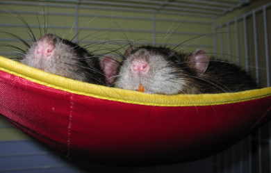 Two rat noses peeking out of their hammock bed