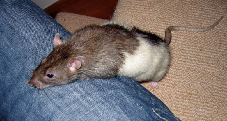 Our new rat, Twix, leaning up on my leg