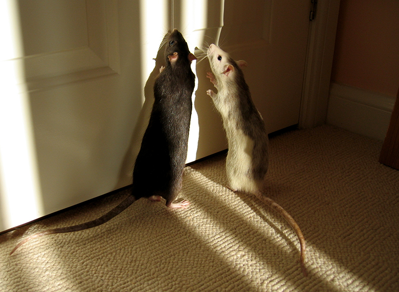 Kiwi and Pearl looking for the exit