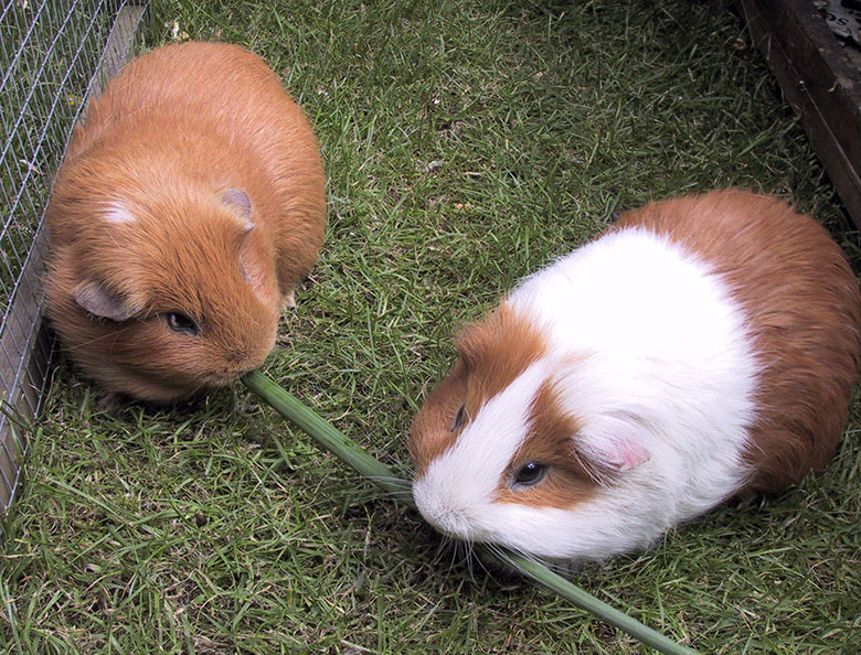 Our guinea pigs, Coco and Clipper chomping on a daffodil stem
