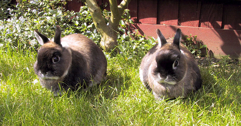 Our dwarf bunnies, Mars & Jupiter, sitting together in the garden