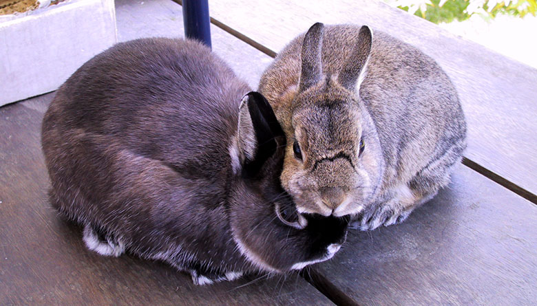 Our house bunnies, Flower and Thumper huddled up not sure about being outside