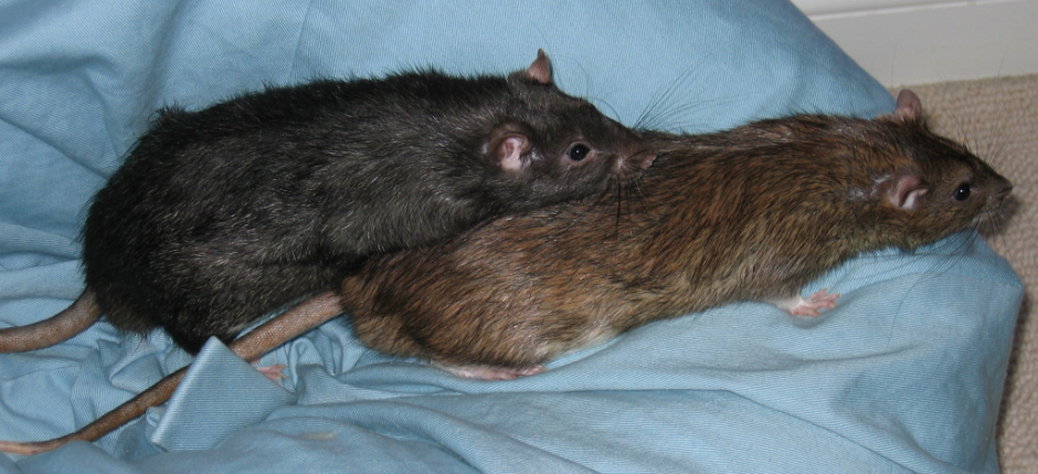 My two ratttie boys, Pepper and Pippin, playing on a bean bag