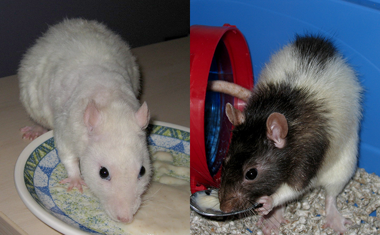 Our rats, Minty and Rummy eating baby food