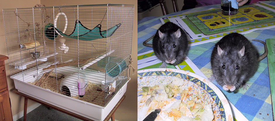 Our rat cage (left) and our two rats helping themselves to our dinner