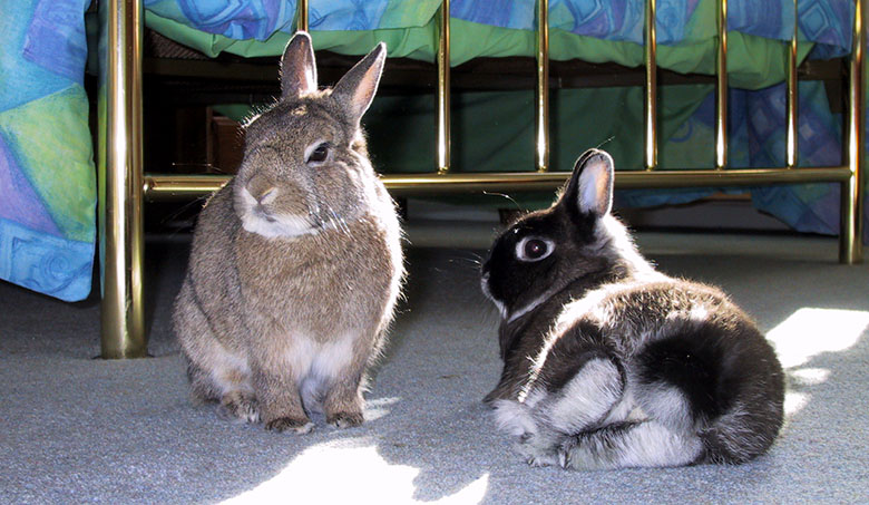 Thumper and flower relaxing in the sunshine