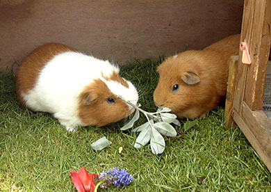 Clipper and Coco munching