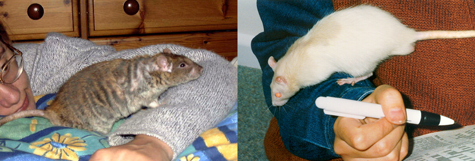 Our two rats, Crumble and Silky with Lindsay