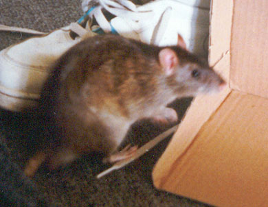 Our rat, Crunchie out playing