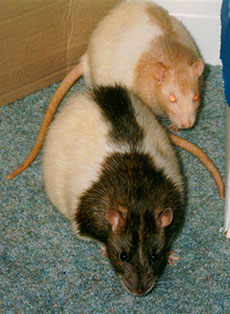 Our rats, Dusty & Smarty out playing