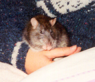 Our rat Crunchie sitting in Lindsay's hand washing