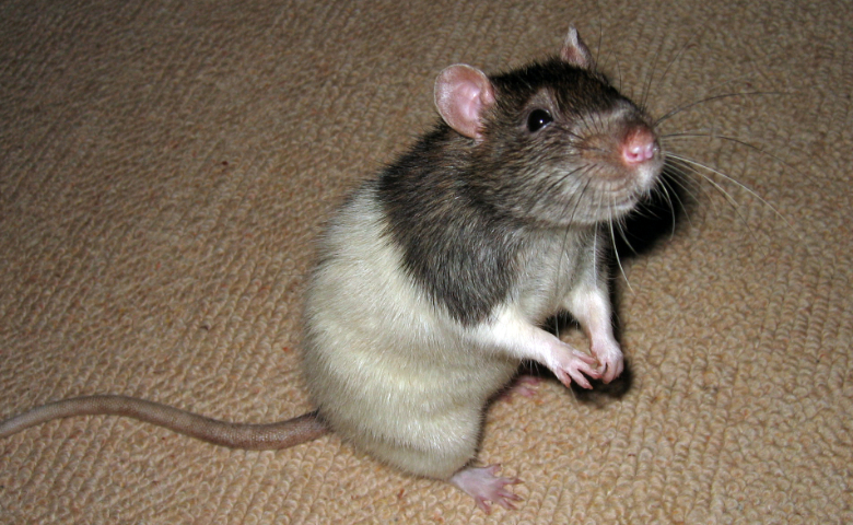 Our beautiful rat Twix