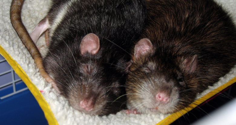 Two happy rats side-by-side in their hammock