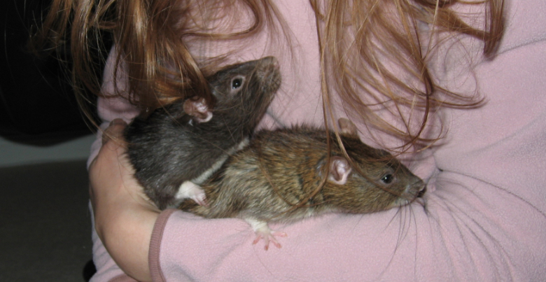 Holding my two rats, Pepper and Pippin, in my arms