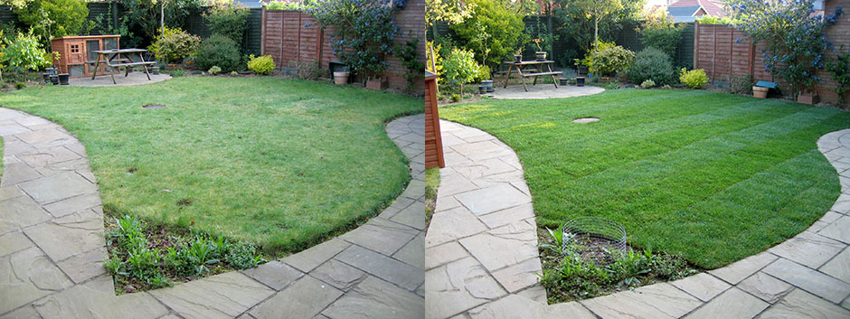 Fern's old lawn on the left and her nice healthy new lawn on the right
