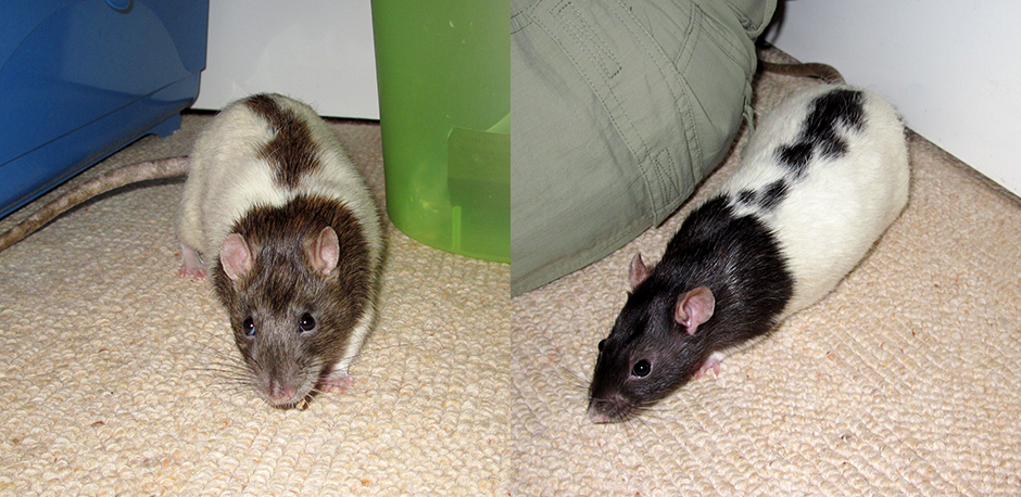 Our two boy rats, Chestnut and Conker