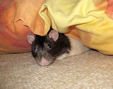 Our little black hooded rat, Conker, peeking out from under a cushion