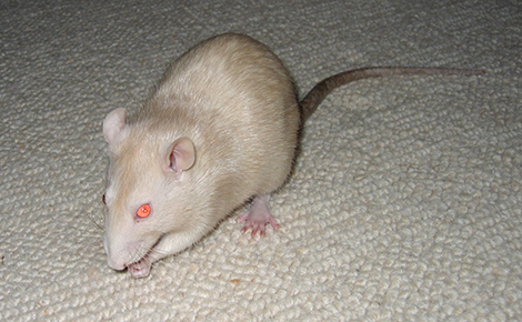 Our rat, Daisy