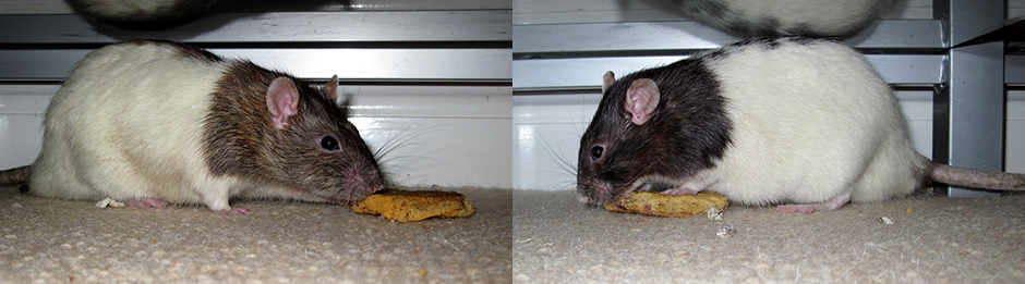 Our two rats, Chestnut and Conker enjoying some cookie