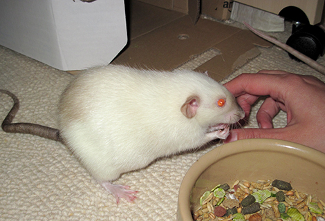 Our little old dumbo rat, Smudge, eating from a bowl of rat food