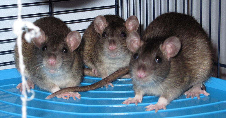 Three baby agouti rats huddled up together