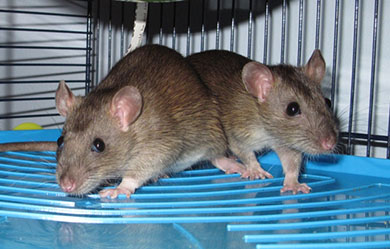 Two of our baby agouti rats sitting on a shelf in their new home