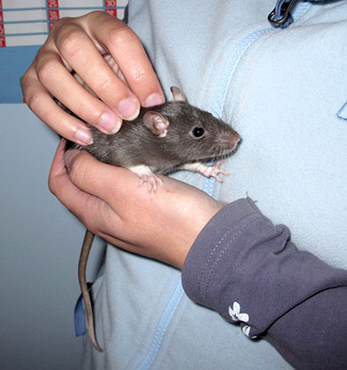 Our baby rat, Maple, sitting in my hands