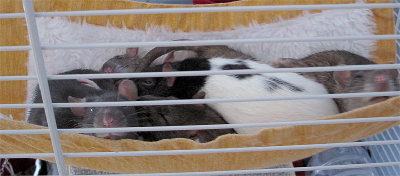 Our beautiful rats all piled up in their hammock