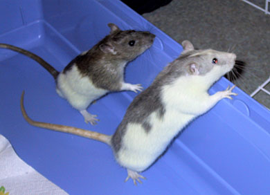Our rats, Willow & Badger helping at cleaning out time