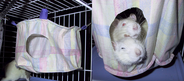 A home made rat bed with Biscuit and Badger snuggled inside