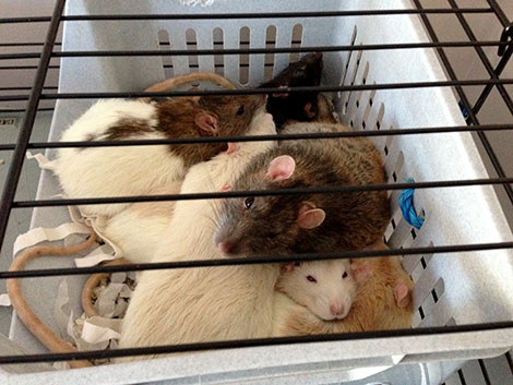 Chips on top of a rattie pile-up with his new brothers